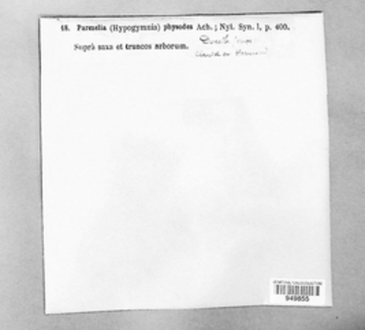 Hypogymnia physodes image
